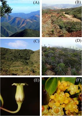 Mining rare Earth elements: Identifying the plant species most threatened by ore extraction in an insular hotspot